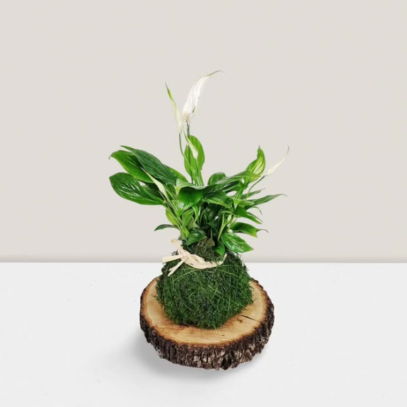 kokedama