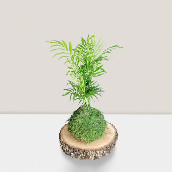 kokedama