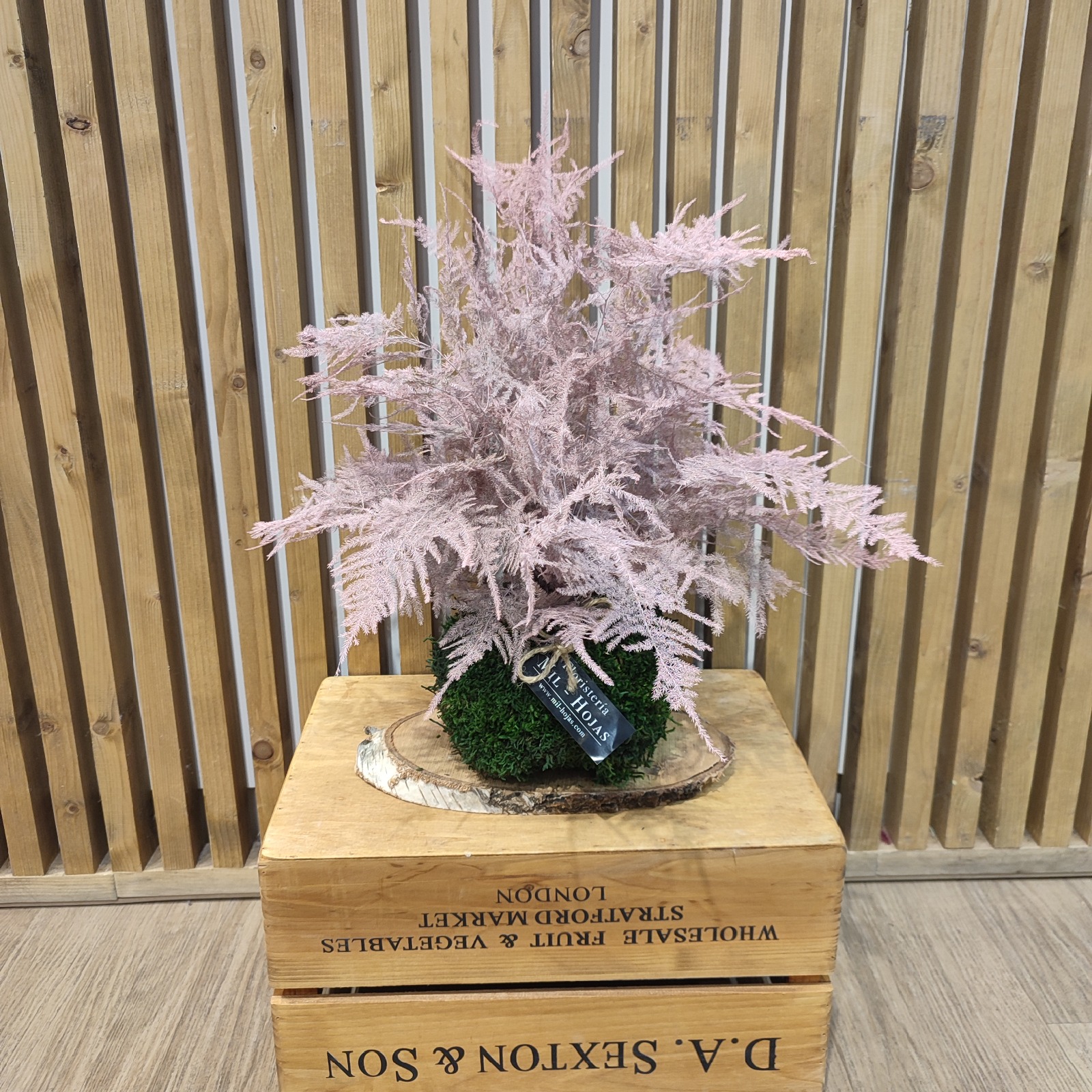 Kokedama Preservada Decorativa - Imagen 5