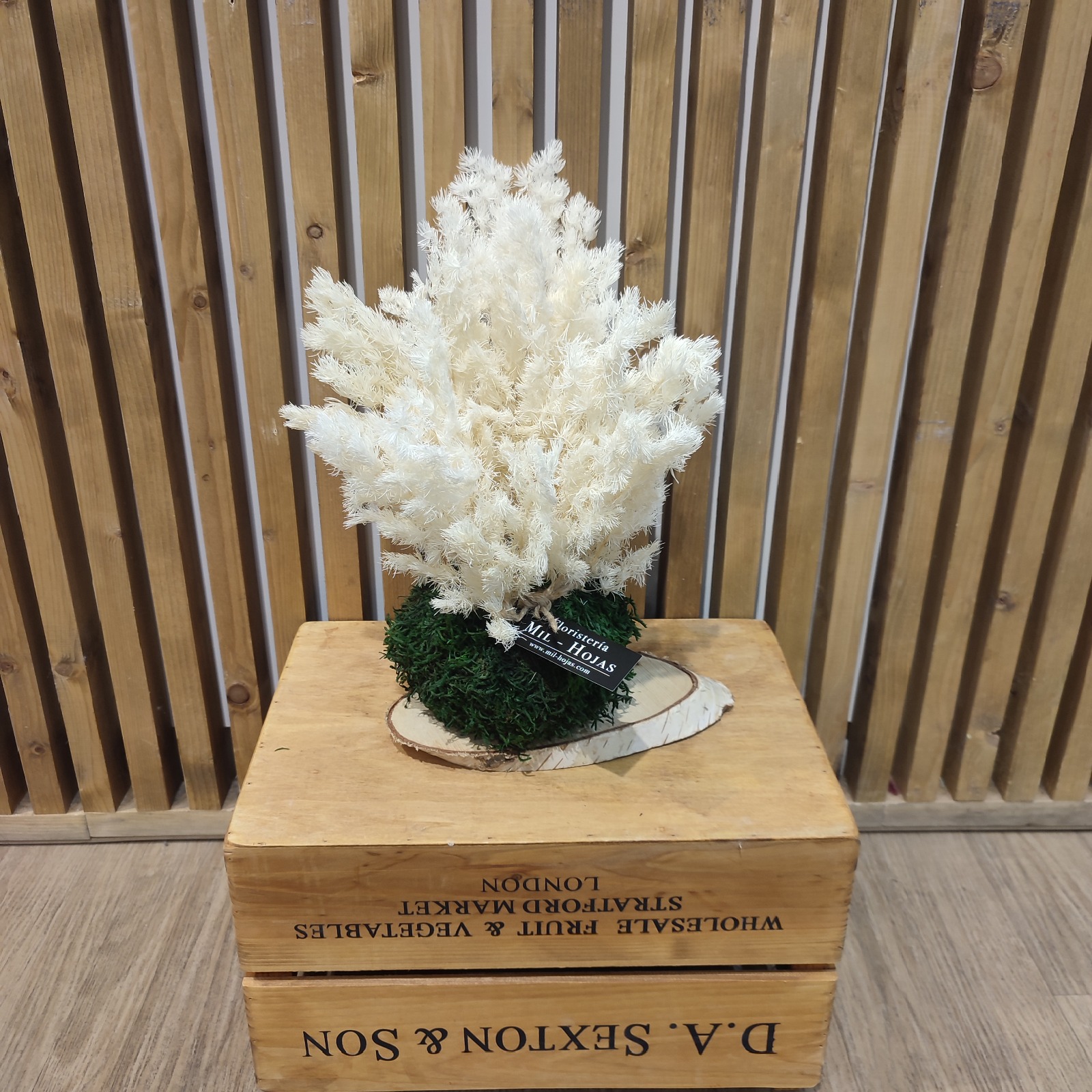 Kokedama Preservada Decorativa - Imagen 4