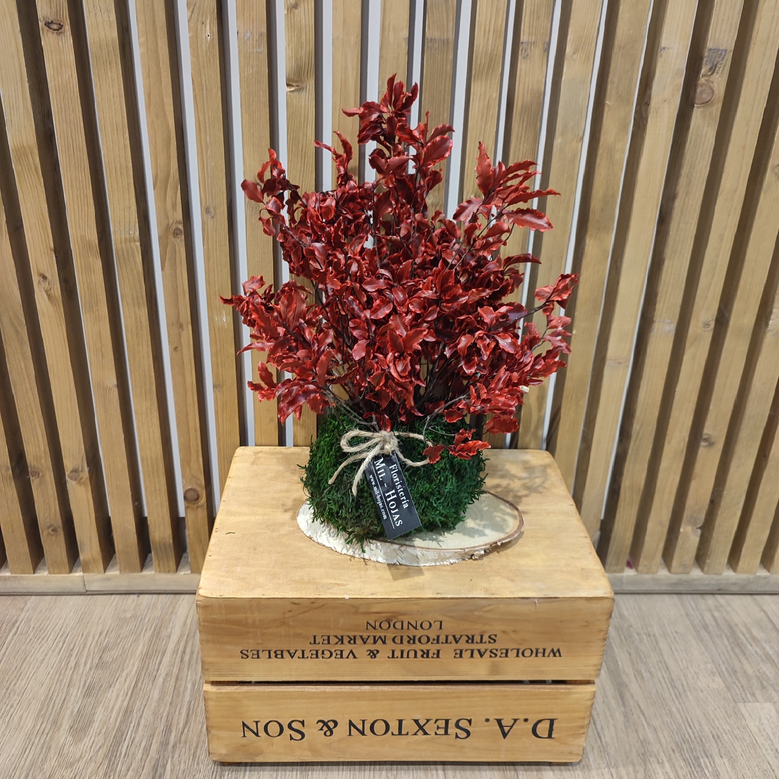 Kokedama Preservada Decorativa - Imagen 3