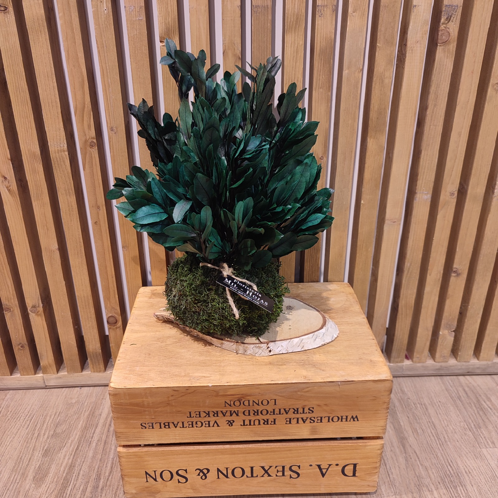 Kokedama Preservada Decorativa - Imagen 2