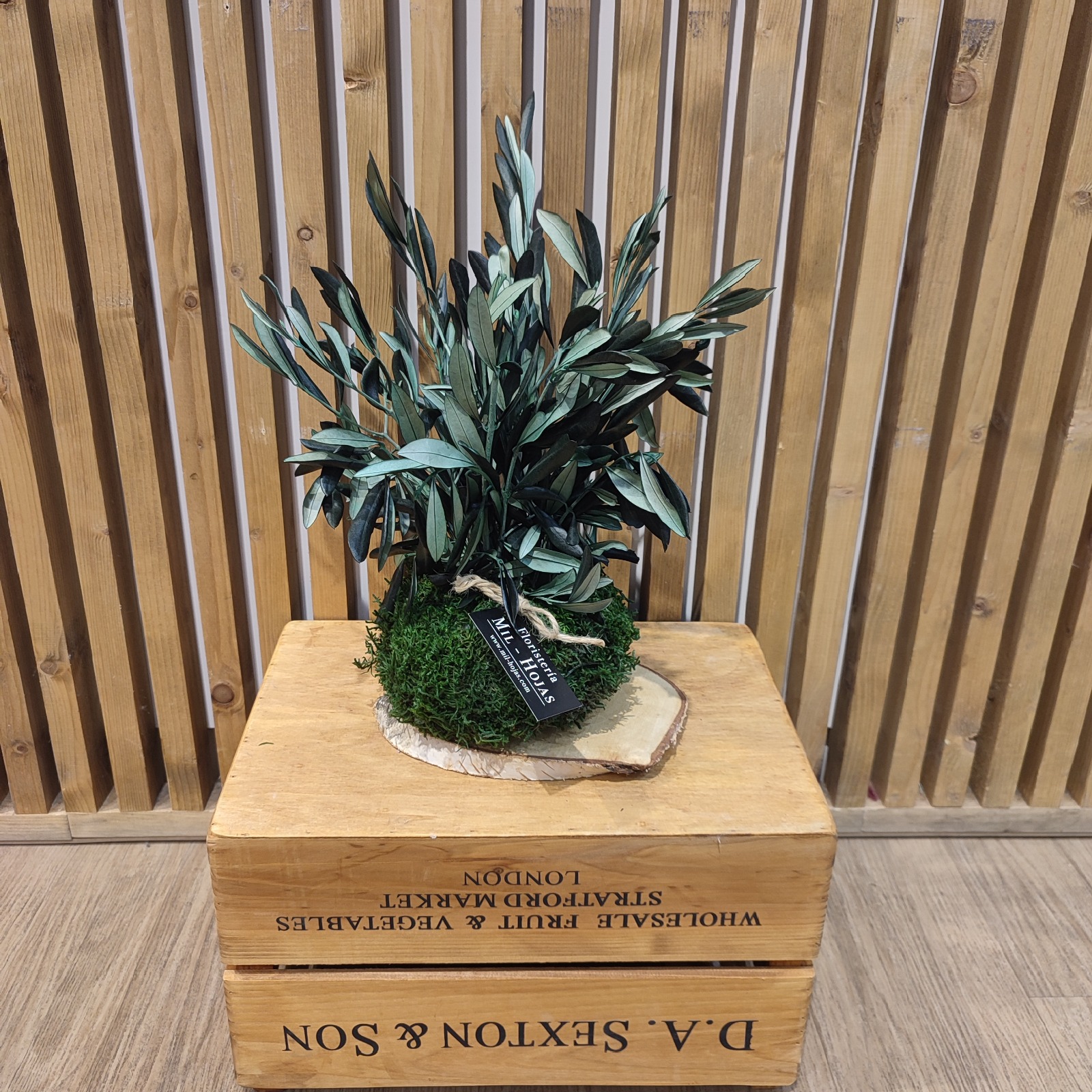 Kokedama Preservada Decorativa - Imagen 6